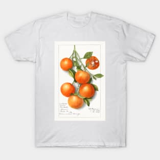 Oranges (Calamondian) (1919) T-Shirt